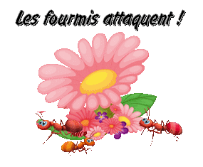 fourmis jardin