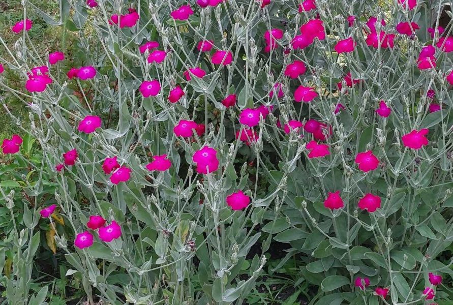 549658751_2175728779578252_1632526945203659458_n 549658751_2175728779578252_1632526945203659458_n